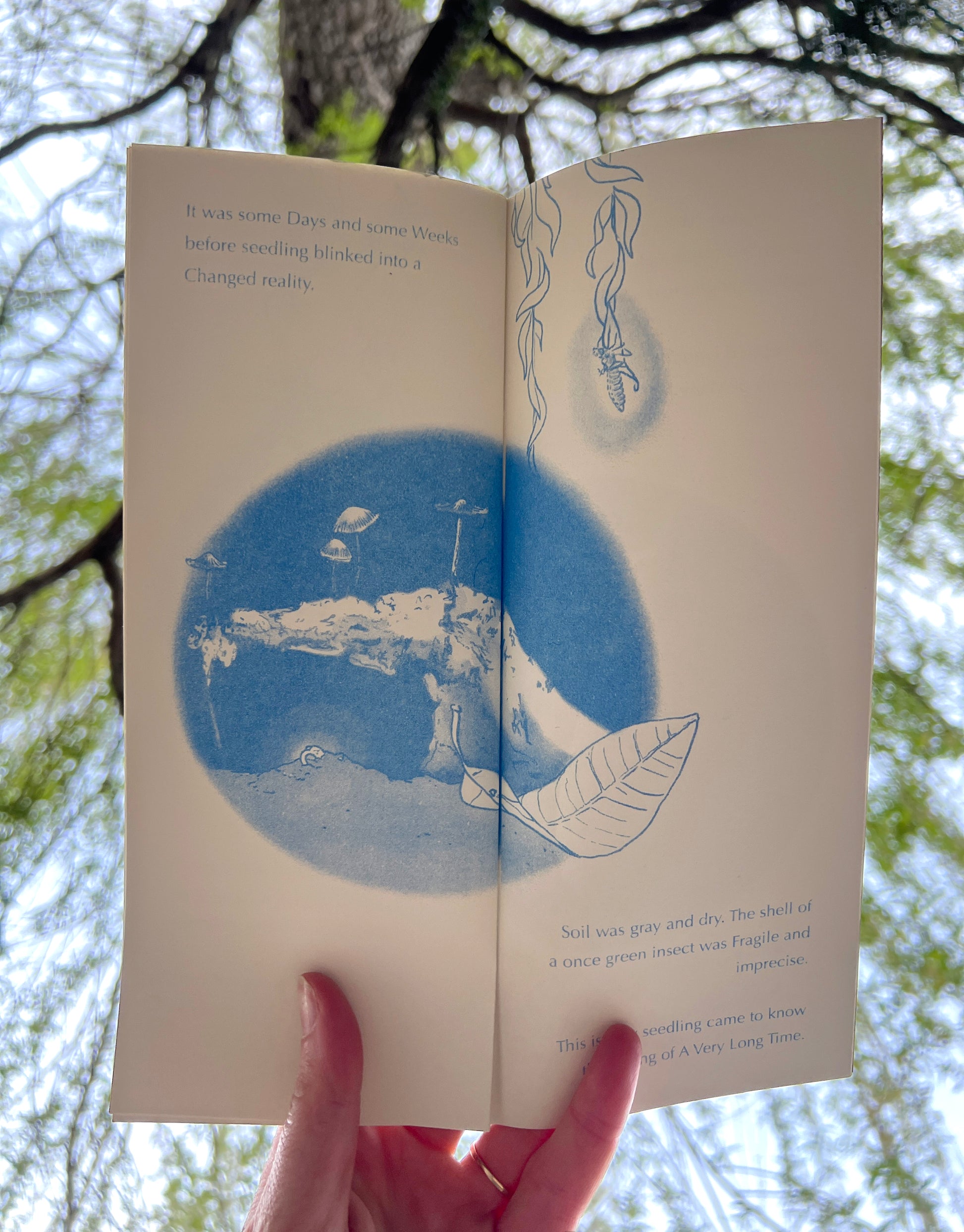 Hanson holds open the spread of the seedlings awakening from the soil. They have taken the photo of this zine from below, pointing up into the sky so that the blurry canopy of a large willow tree wraps around the open spread, filling the background of the photo. 
